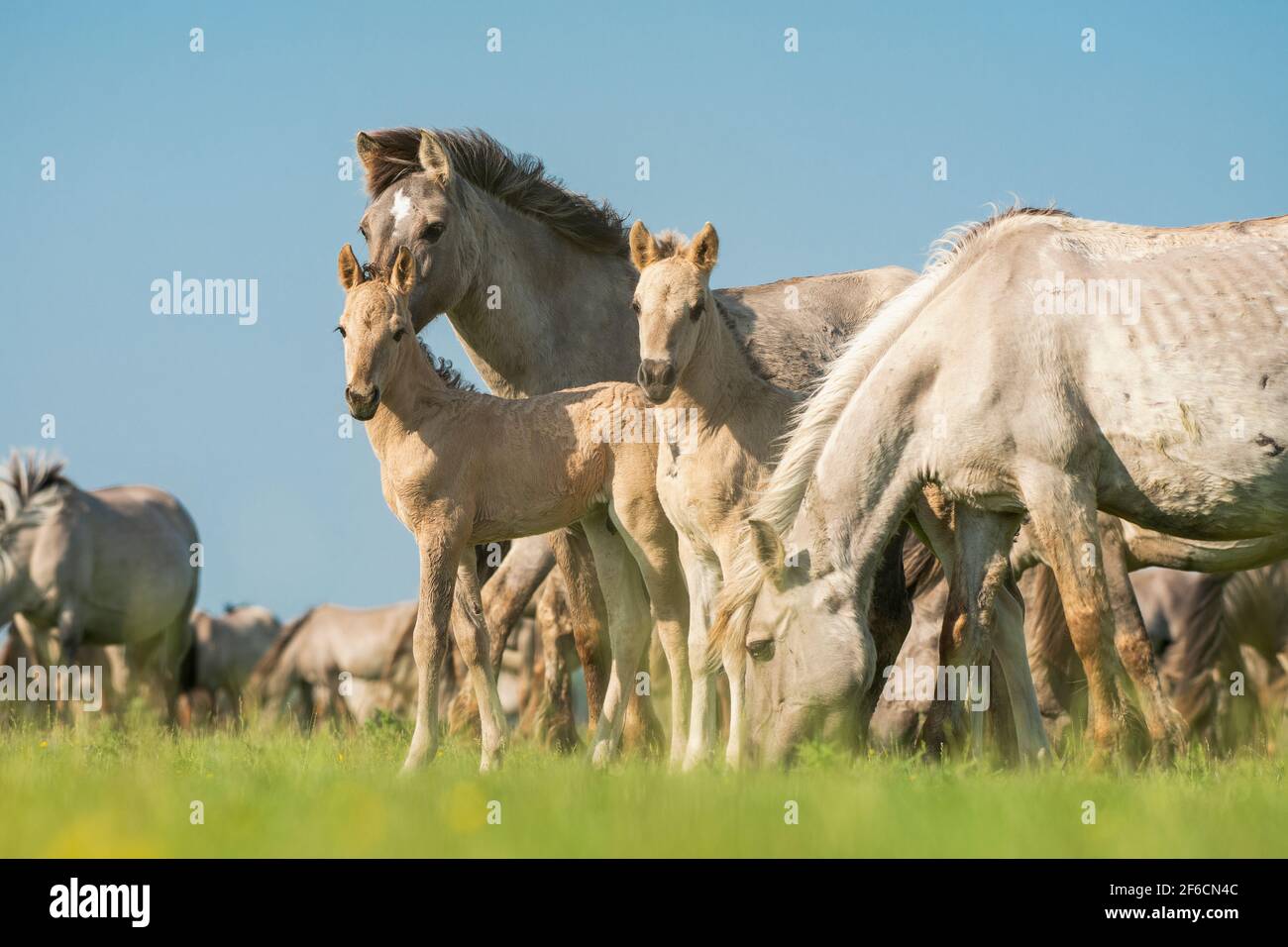 Mare and young foal konik horse on a sunny with with blue sky and sunshine Stock Photo
