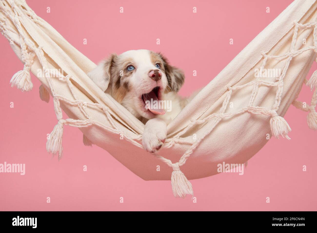 Cute tired border collie puppy lying in a hammock yawing  on a pink background Stock Photo