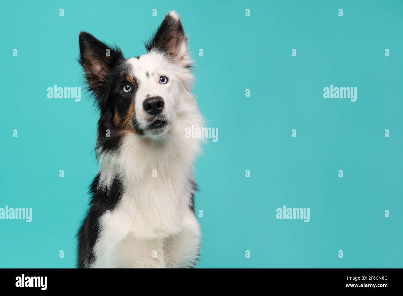 Portrait of a border collie dog on a blue background Stock Photo