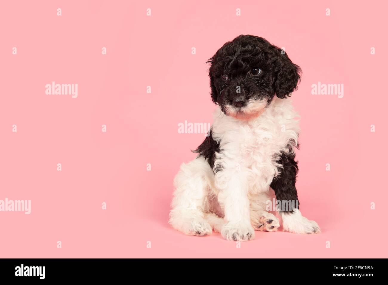 Black and white labradoodle puppy looking away sitting on a pink background with space for copy Stock Photo