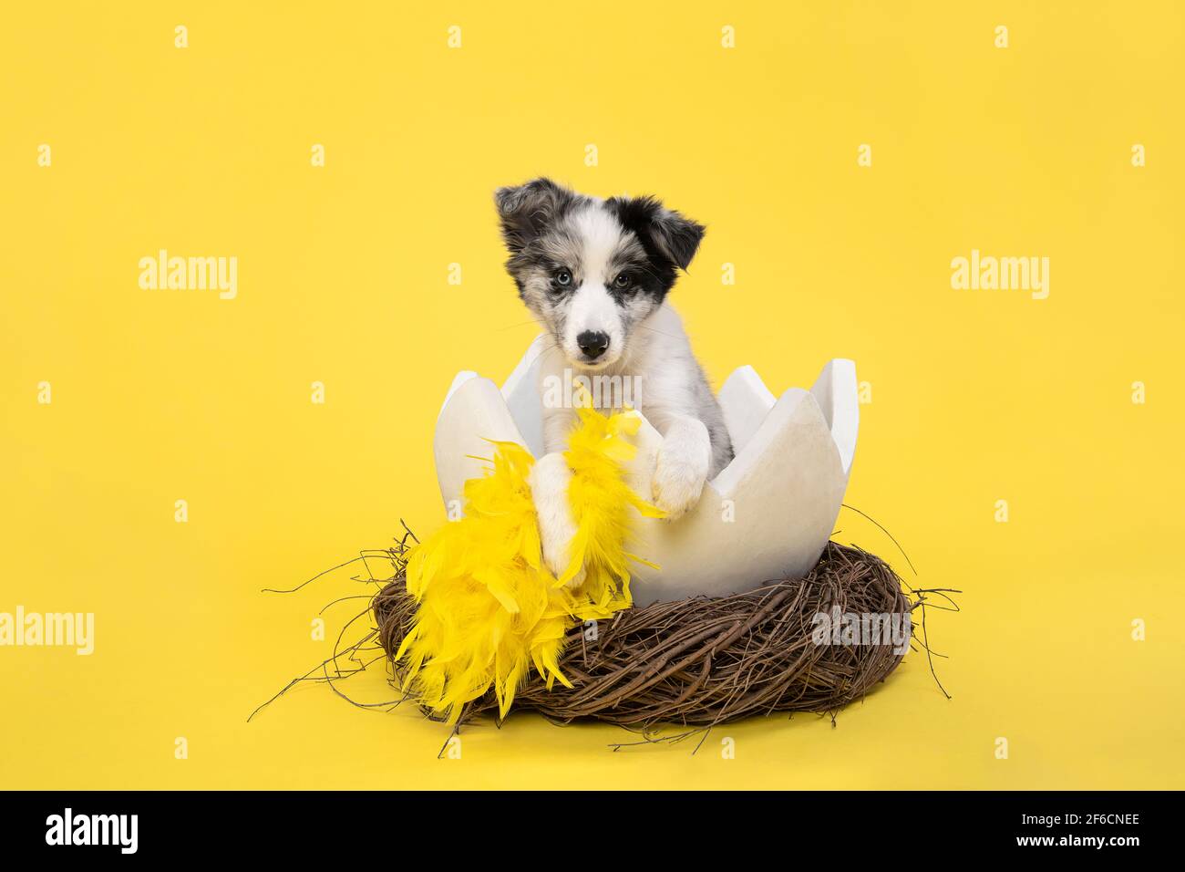 Cute border collie puppy in a easter egg shell in a animals nest with yellow feathers on a yellow background with space for copy Stock Photo