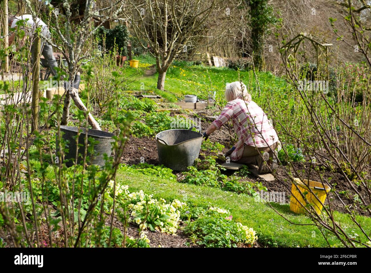 Older couple man woman people in fruit and vegetable garden gardening in spring March weeding preparing beds for planting Wales UK  KATHY DEWITT Stock Photo