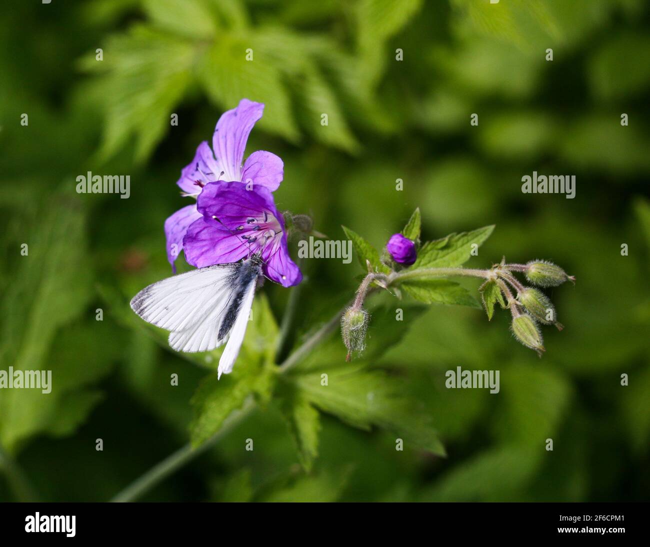 GERANIUM SYLVATICUM Woodland Geranium Stock Photo