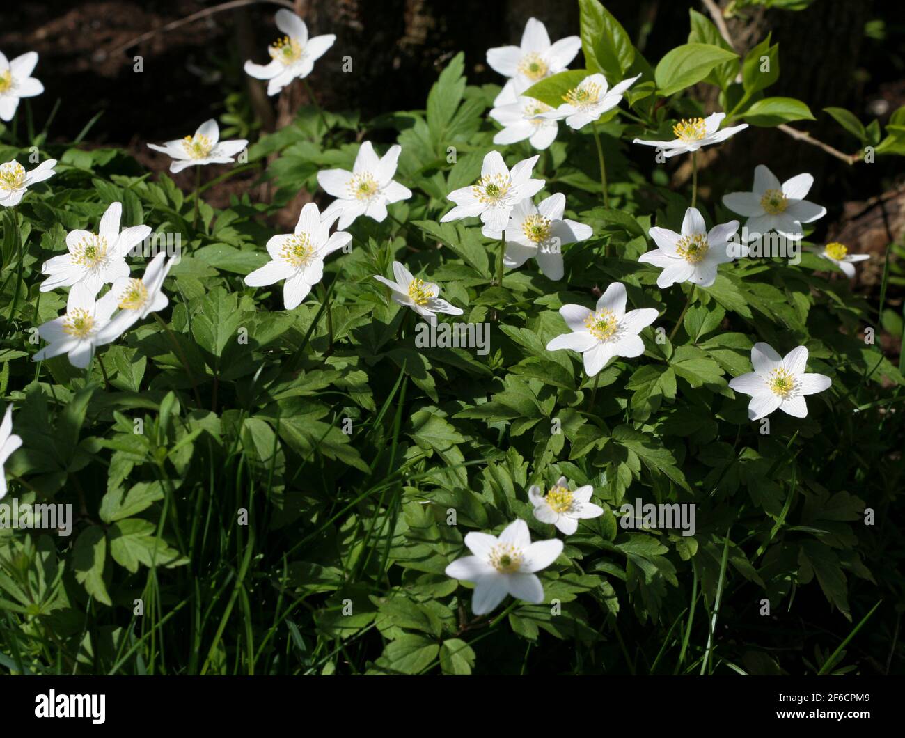 WHITE ANEMONES Anemone Nemorosa in spring Stock Photo
