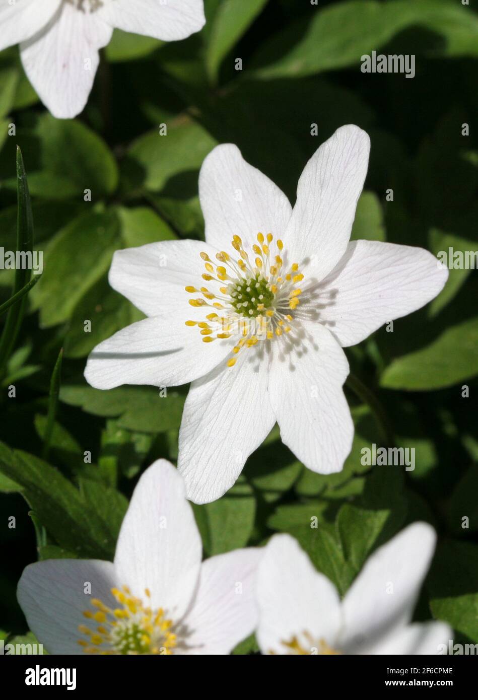 WHITE ANEMONES Anemone Nemorosa in spring Stock Photo