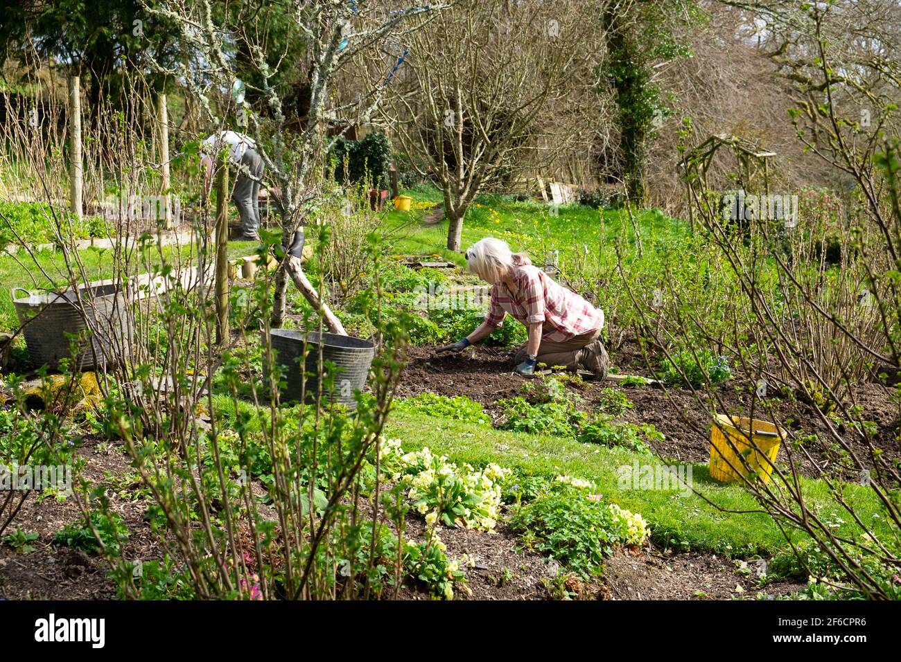 Older couple man woman people in fruit and vegetable garden gardening in spring March weeding preparing beds for planting Wales UK  KATHY DEWITT Stock Photo