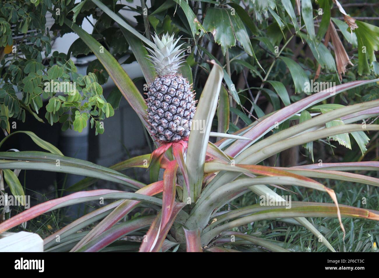pineapple plant with fruit in the Australian garden in tropical