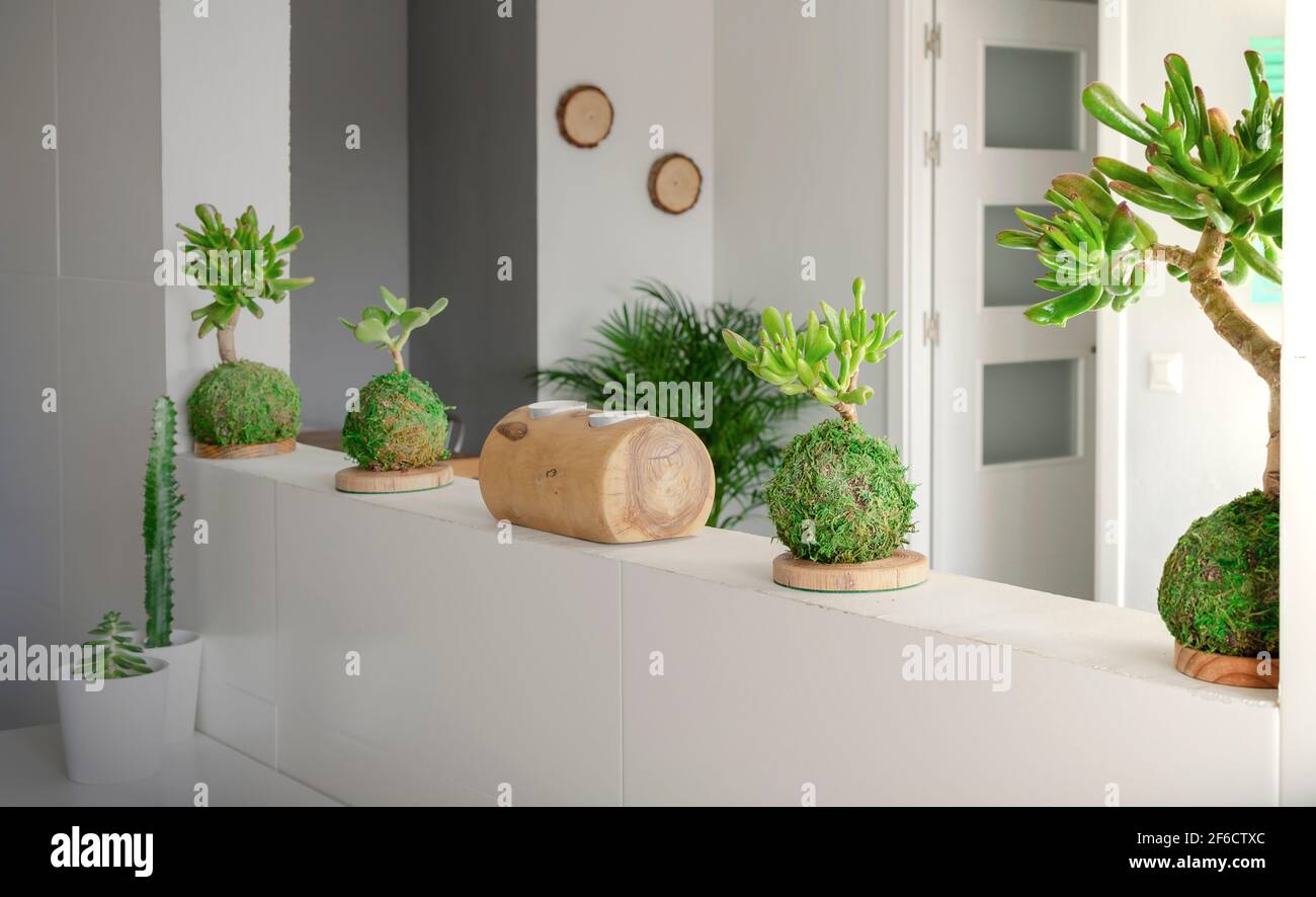 Kokedamas of succulent plants. Natural home decoration. Potted houseplants. Interior living room Stock Photo