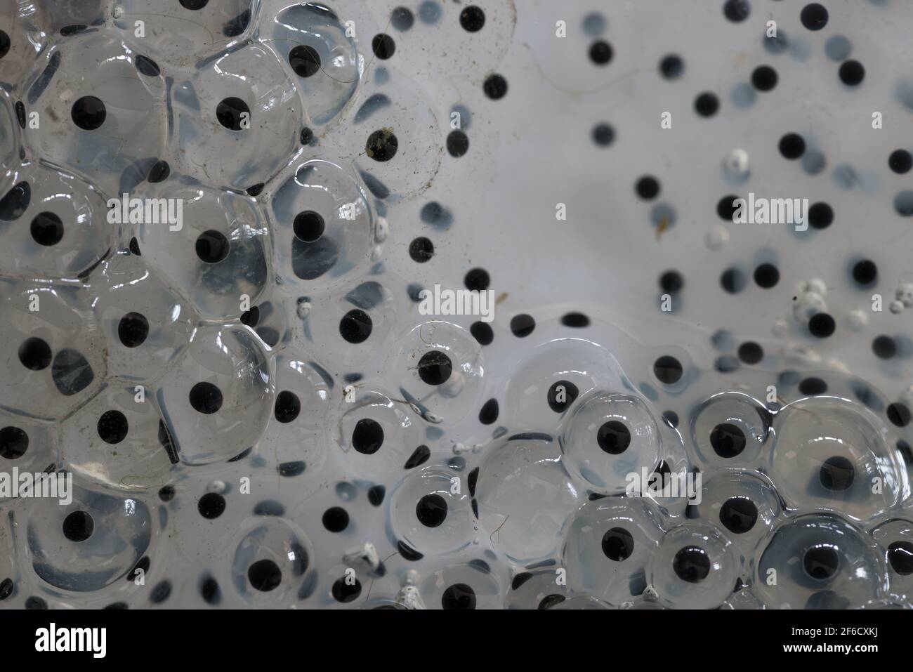 Developing frogspawn hires stock photography and images Alamy