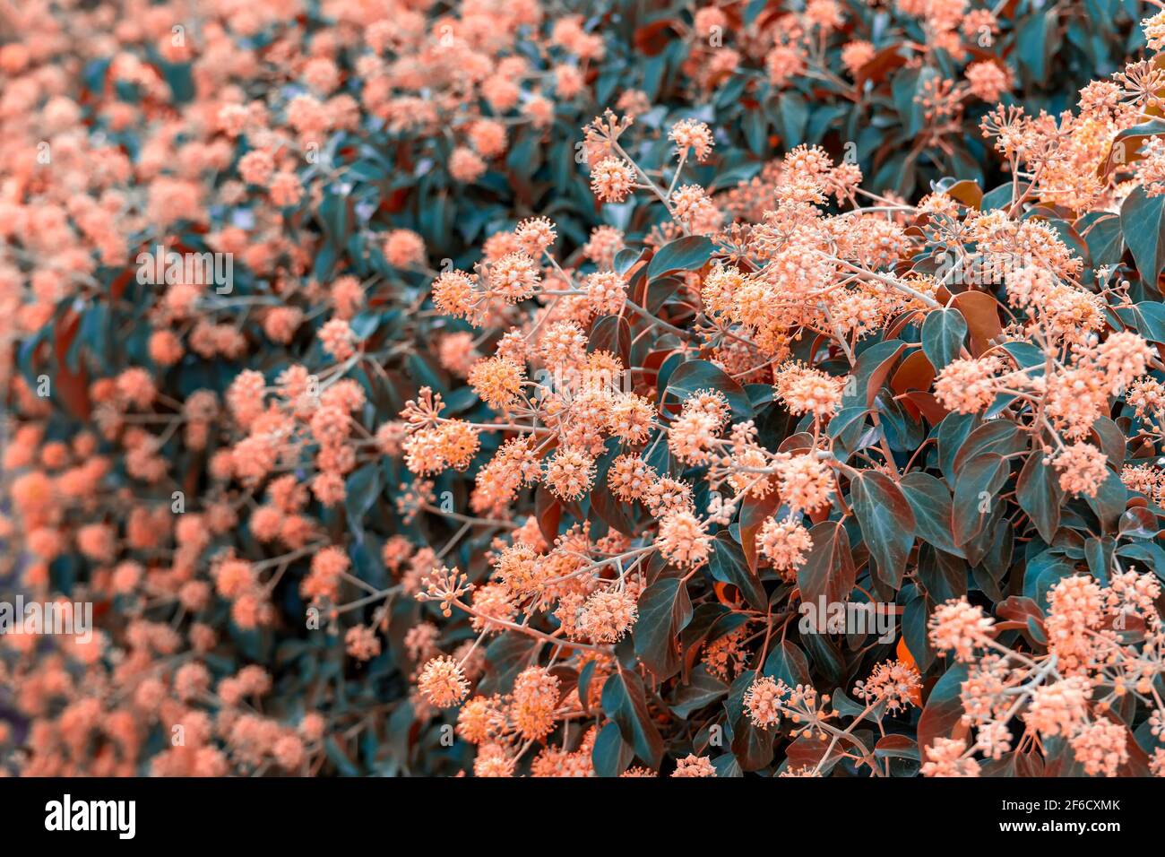 Pink tropical flowers hi-res stock photography and images - Alamy