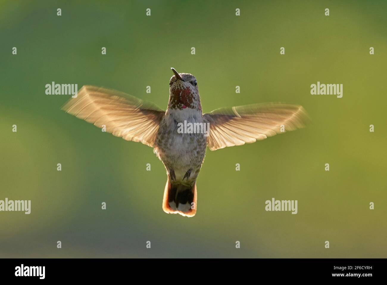 female Anna's Hummingbird (Calypte anna) at dawn, Sacramento County California USA Stock Photo