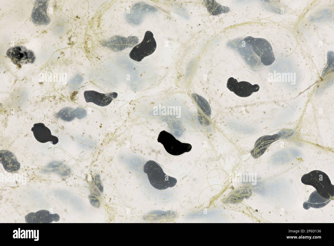 Frogspawn of the common frog Rana temporaria at various stages of
