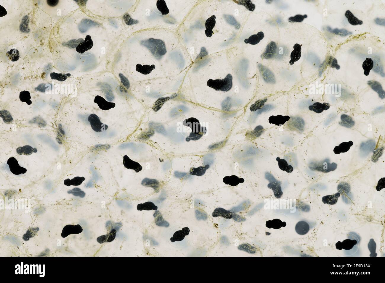 Frogspawn of the common frog Rana temporaria at various stages of