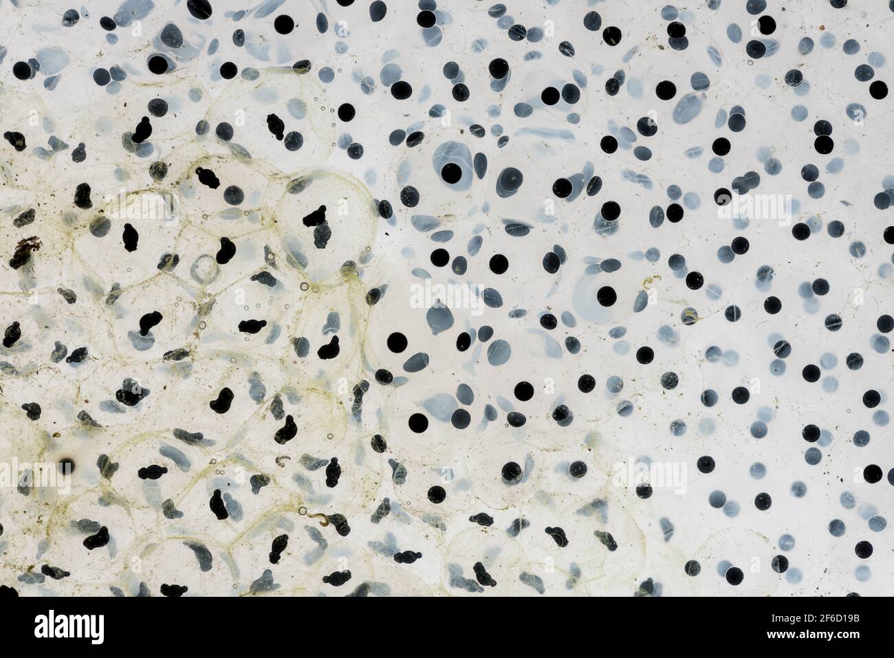 Frogspawn of the common frog Rana temporaria at various stages of
