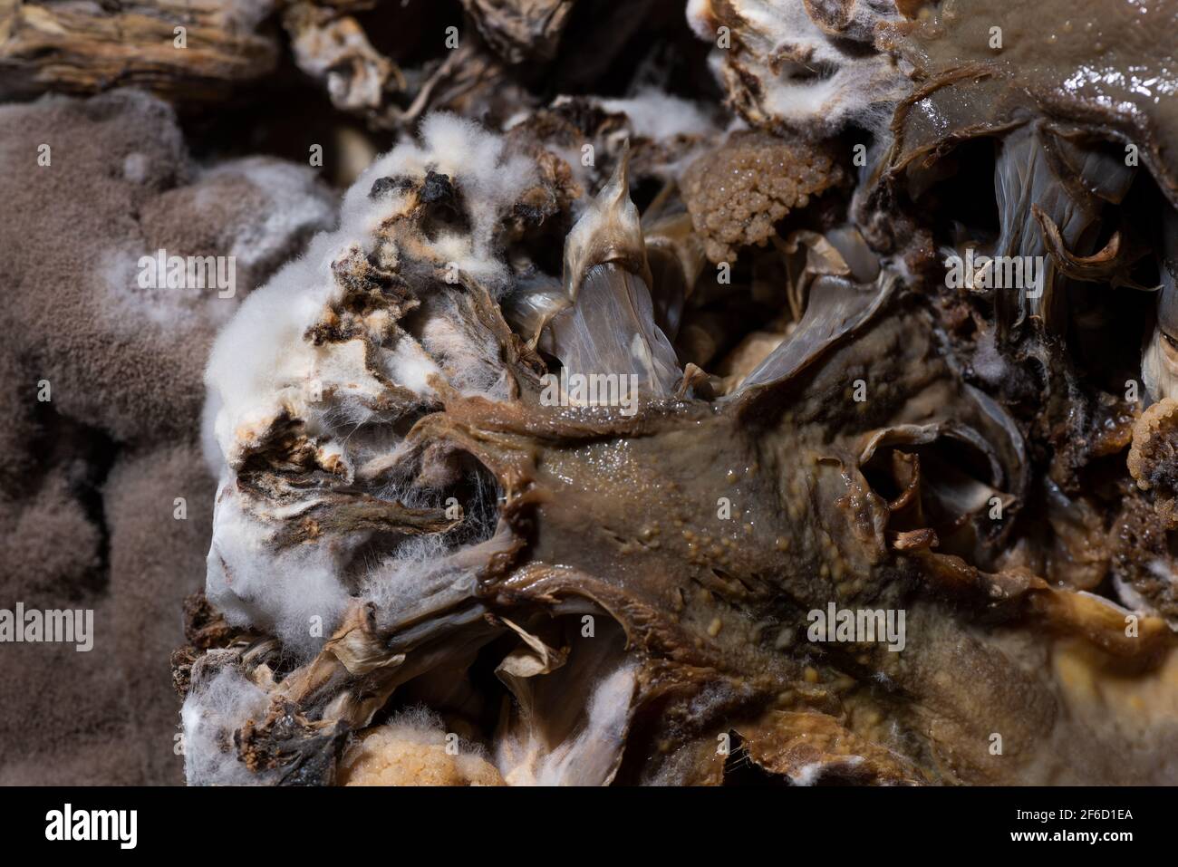Covered in many sporangium from pin mould rotting discarded vegetables under go decomposition caused by digestive enzymes of fungi, enzymatic browning Stock Photo