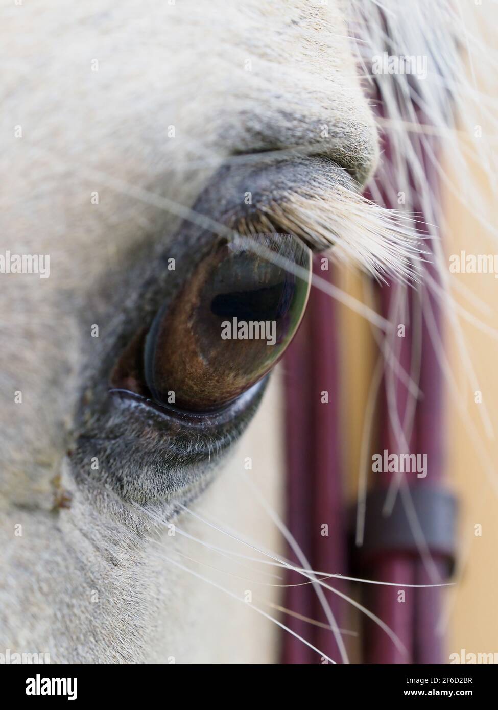 A close up shot of the eye and side of the face of a grey horse. Stock Photo