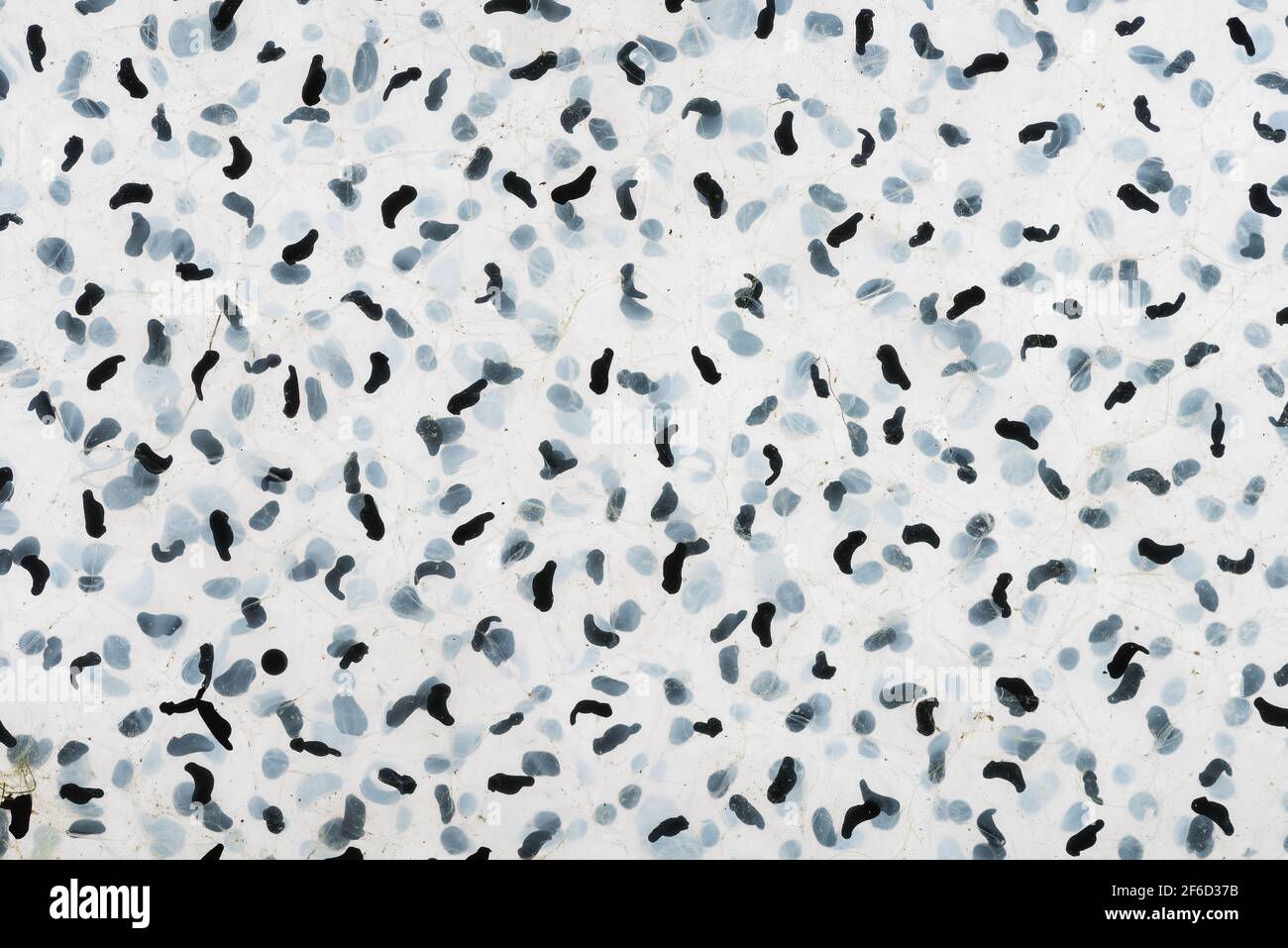 Frogspawn of the common frog Rana temporaria at various stages of