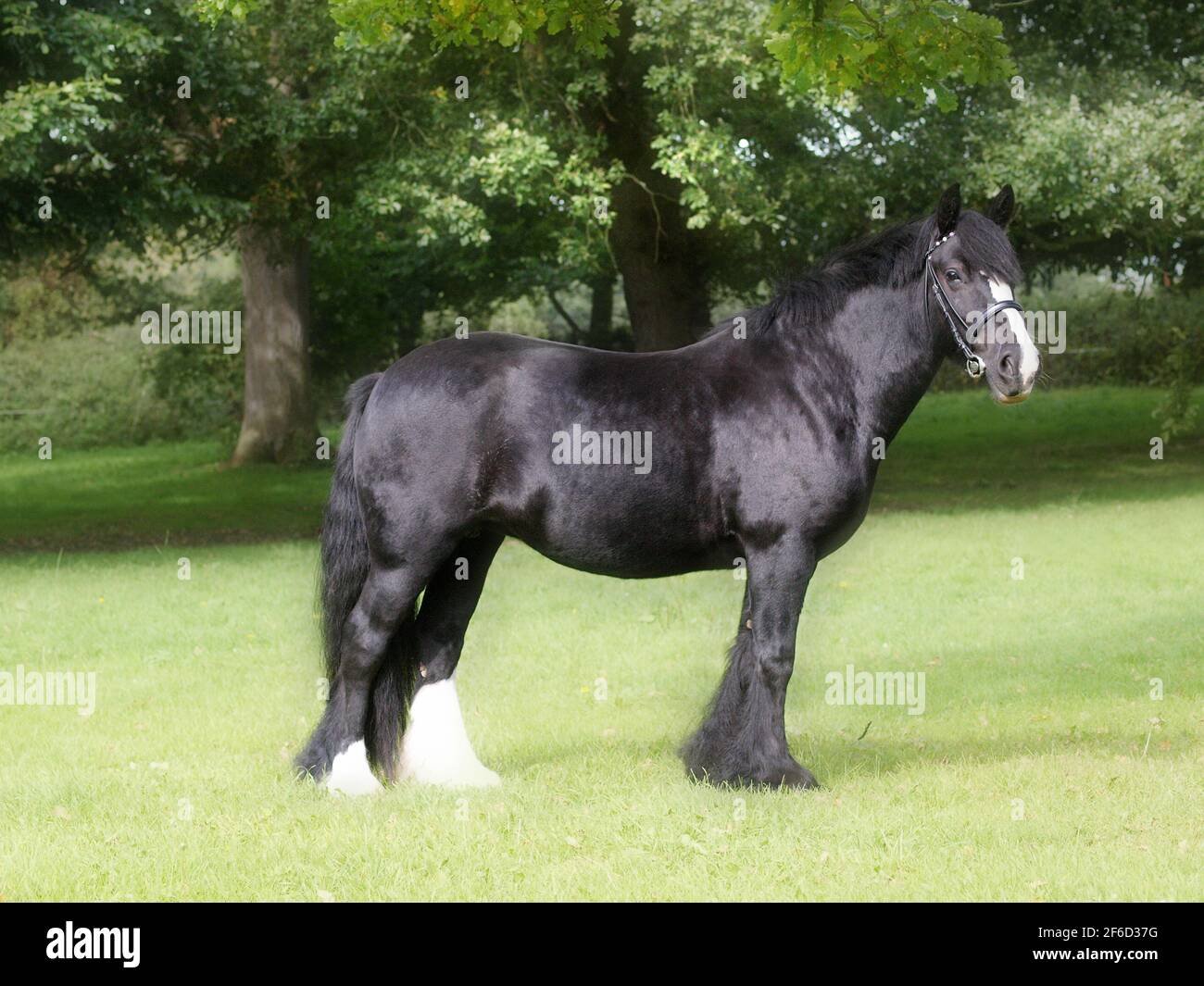 Page 3 Cob Horse High Resolution Stock Photography And Images Alamy