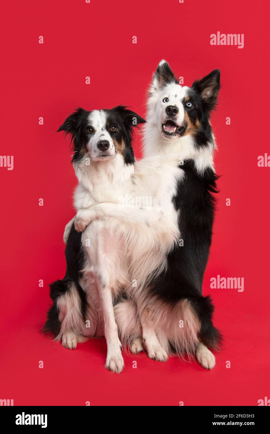 Two border collie dogs holding each other while sitting on a red background Stock Photo