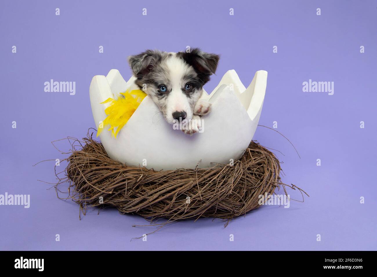 Cute border collie puppy in a easter egg shell in a animals nest with yellow feathers on a purple lavender background with space for copy Stock Photo