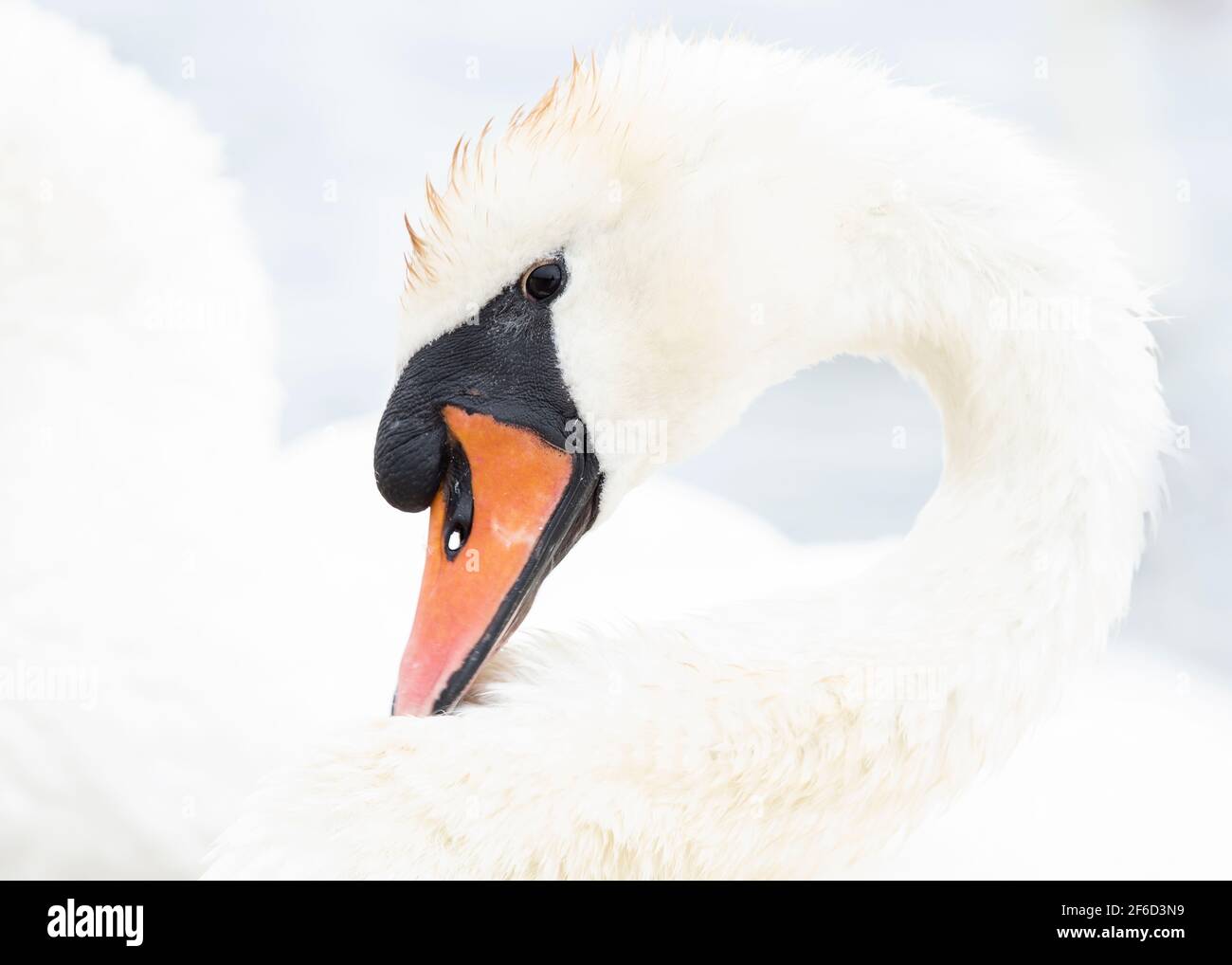Close up portrait of a swan surrounded in white Stock Photo