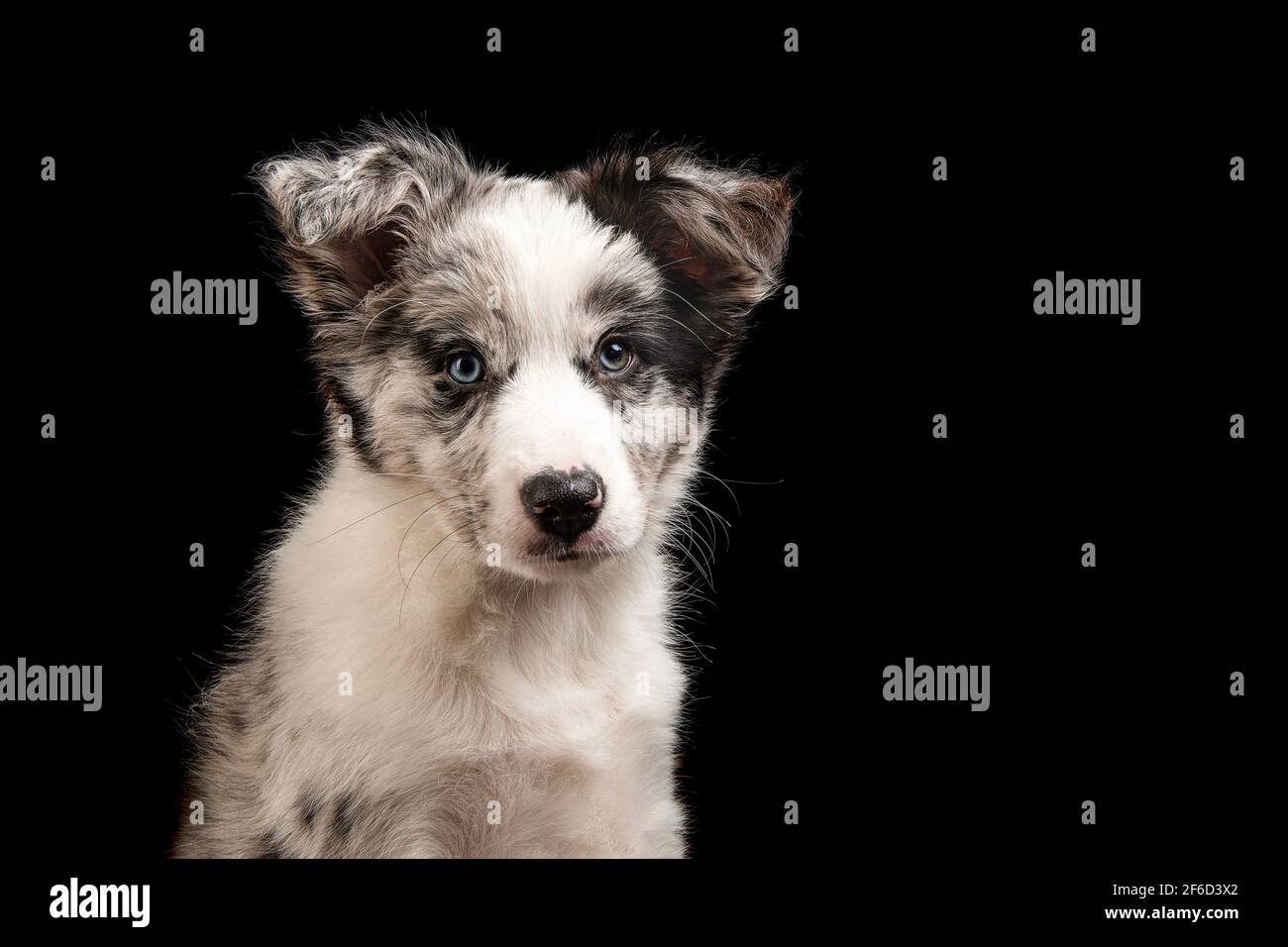 Portrait of a young border collie puppy looking at the camera on a black background Stock Photo