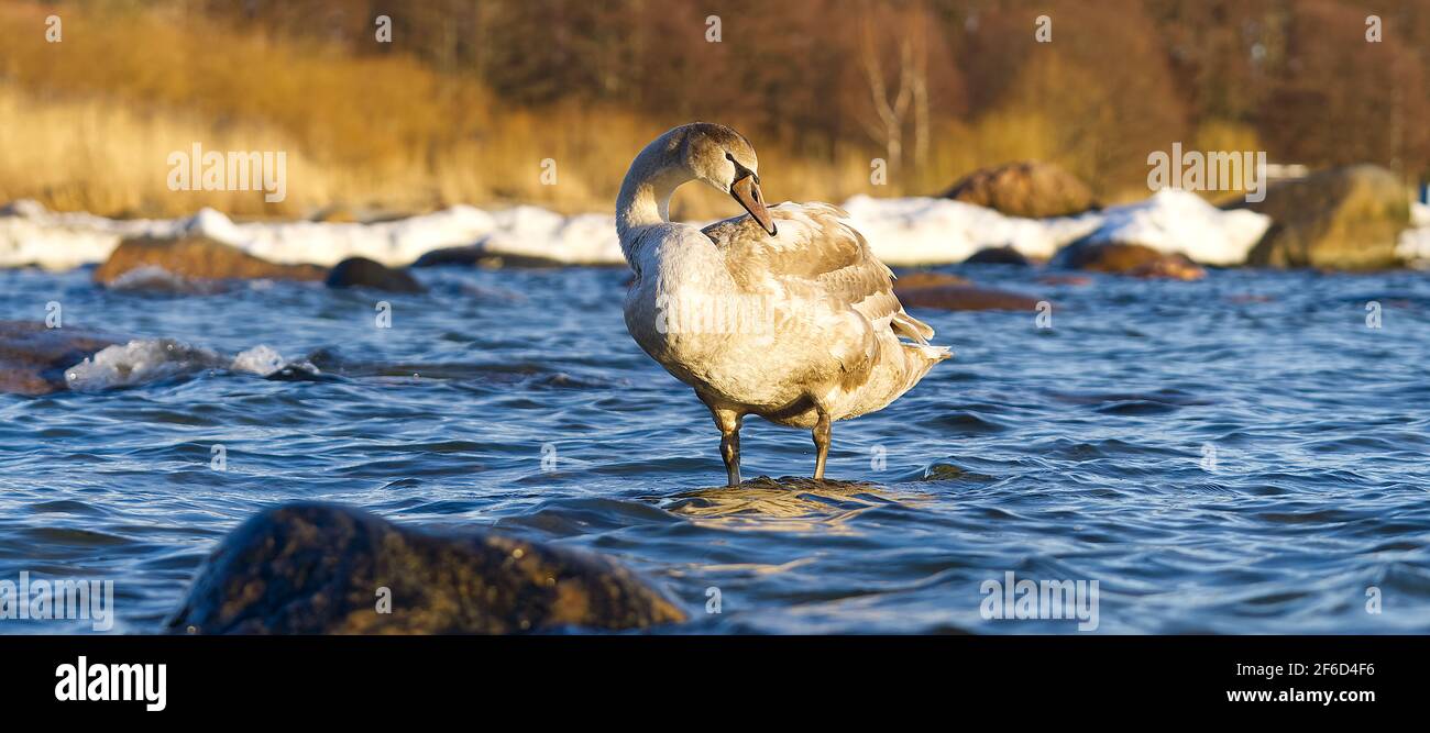Young Swan chick at sunset light floating at baltic sea. a young swan stands on a stone in the cold sea Stock Photo