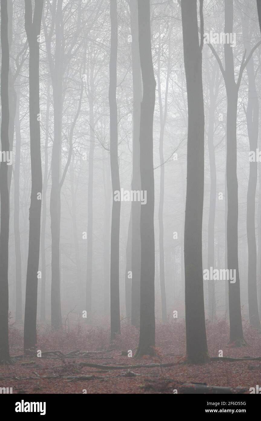 Forest with trees in a misty forest in a vertical image Stock Photo