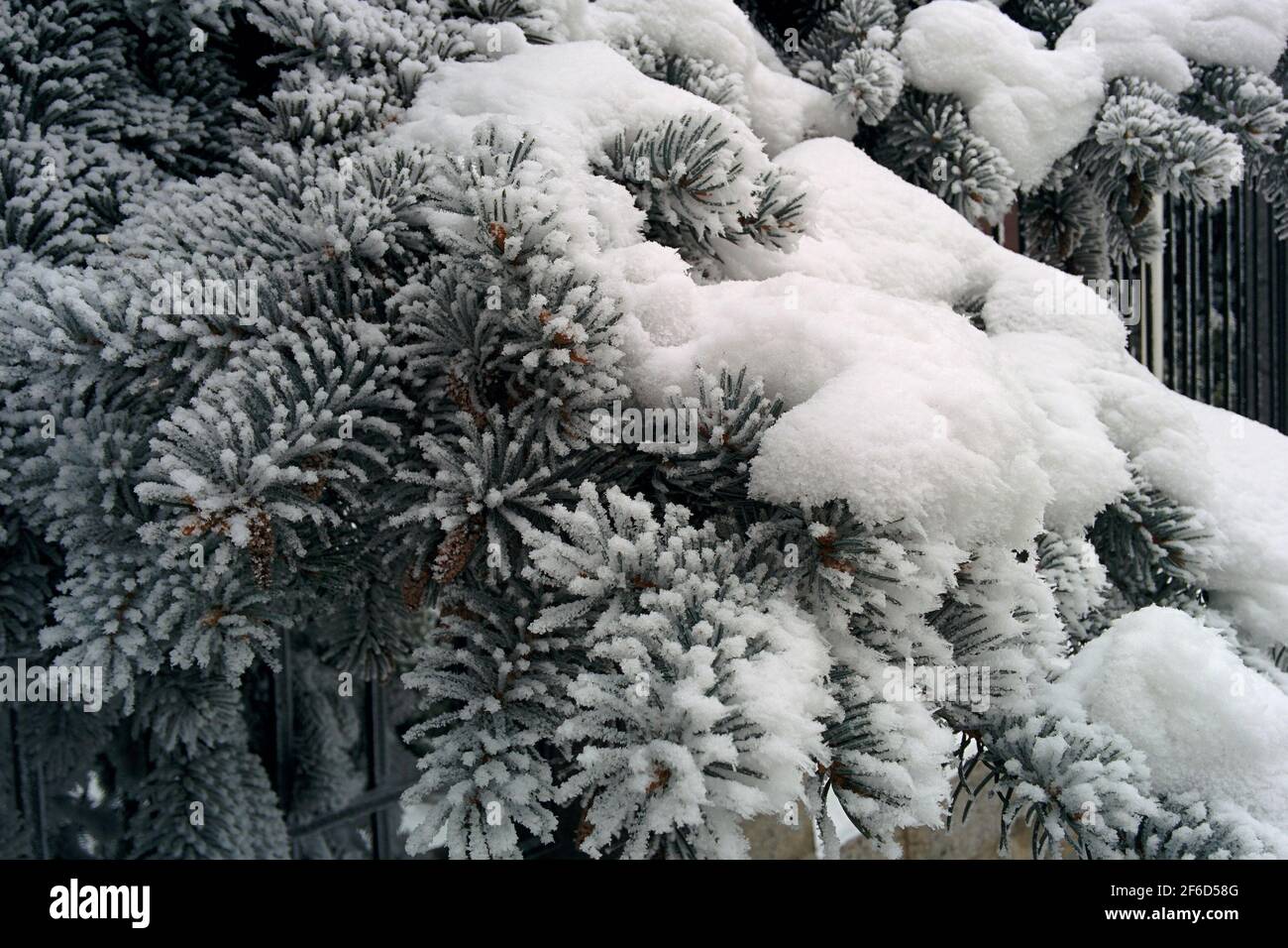 Evergreen trees snow close up hi-res stock photography and images - Alamy