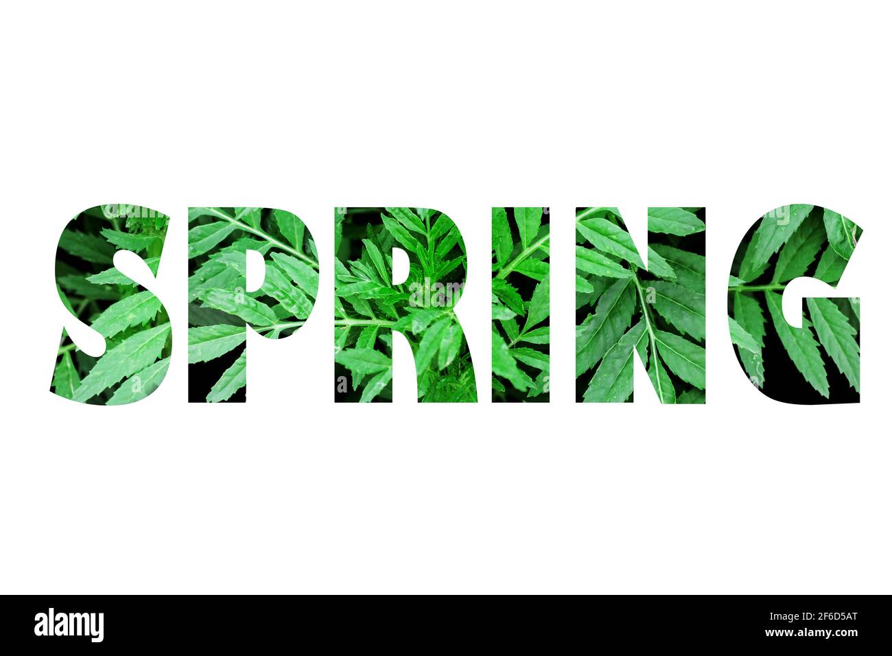 Word spring made of green leaves isolated on white Stock Photo - Alamy