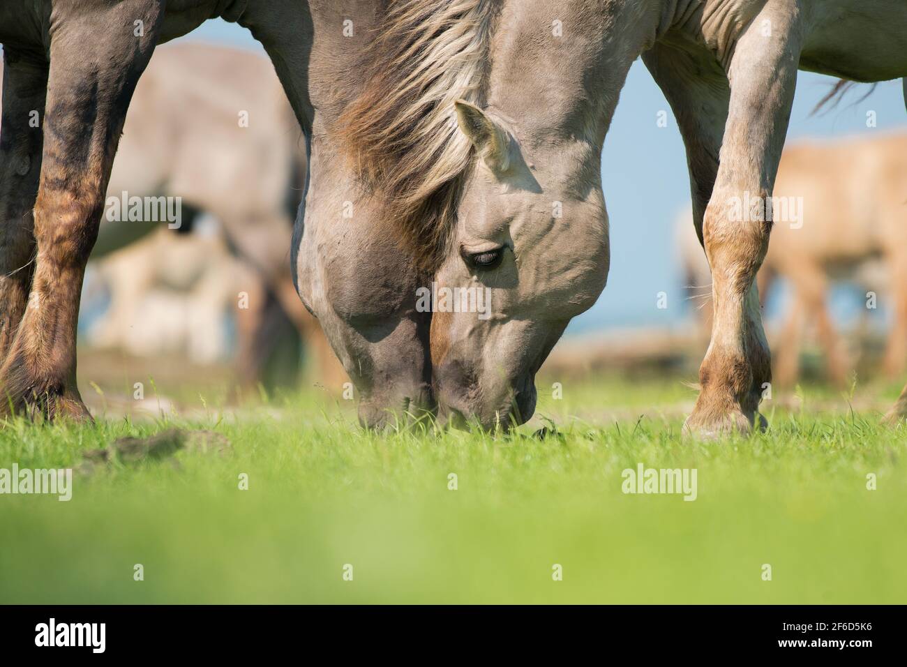 Close up of two konik horses leaning with their head together  while eating on a sunny with with blue sky and sunshine Stock Photo