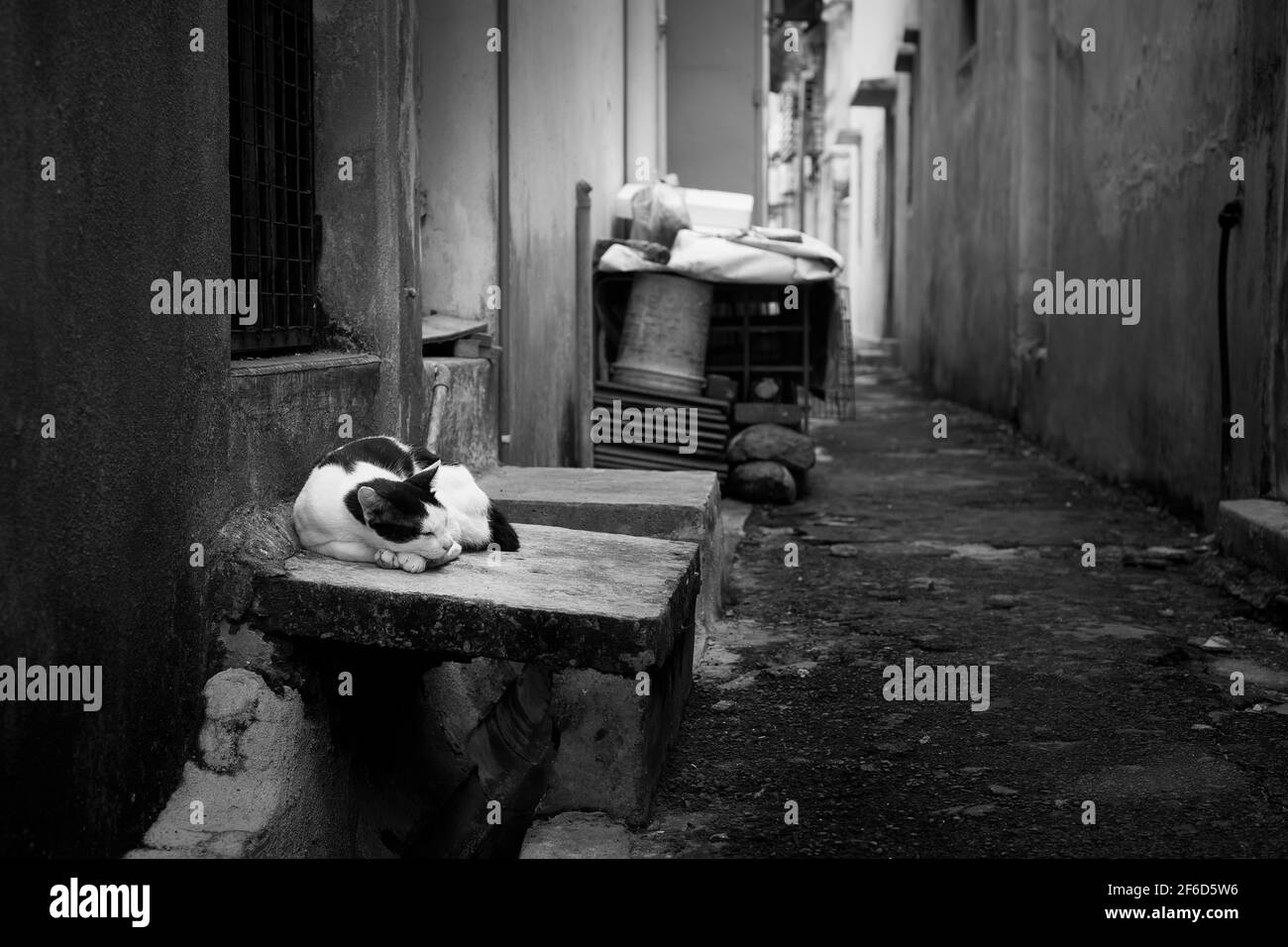 Sleeping black and white stray cat in a alley of a malaysian city in ...
