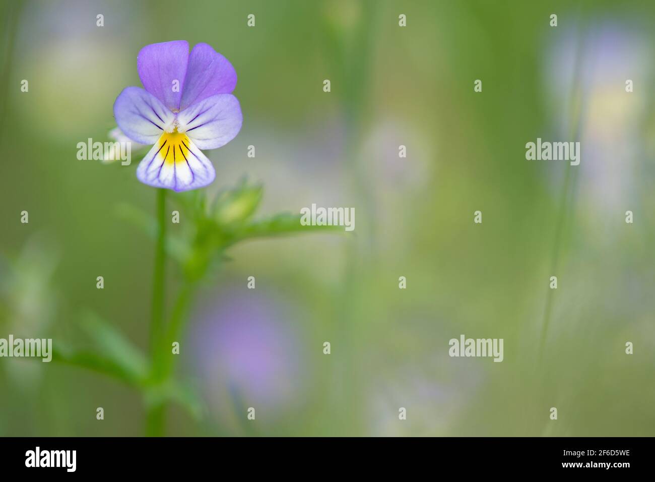 Blooming purple violet flower on a green background Stock Photo