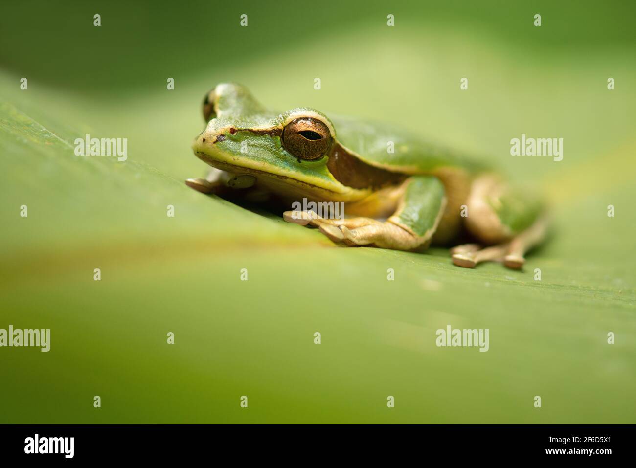 Green tree frog on a green leaf in Costa Rica Stock Photo