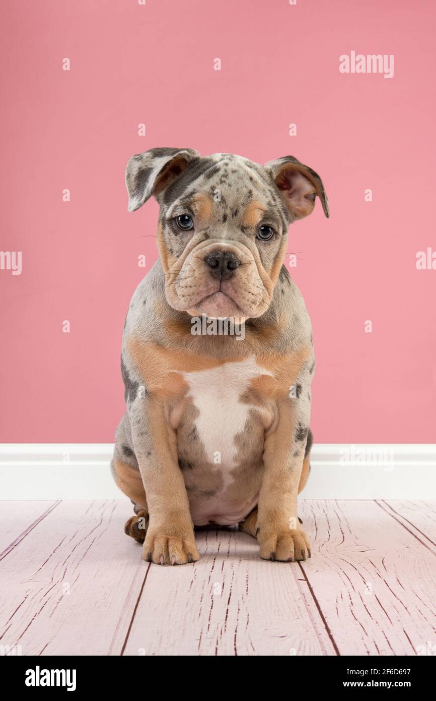 Cute old english bulldog puppy sitting looking at the camera on a pink background seen from the front Stock Photo