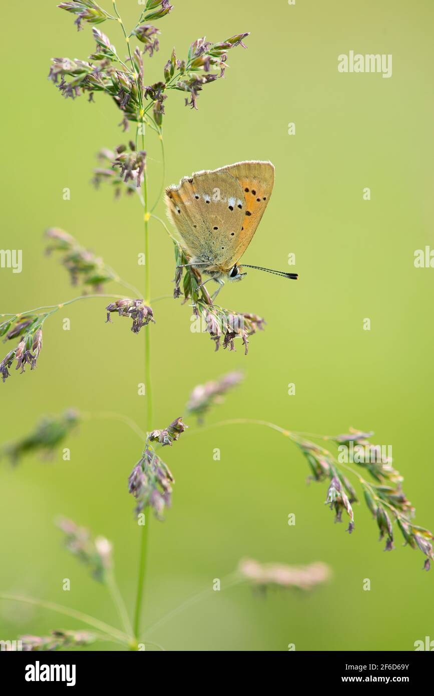 Beautiful scarce copper resting on a grass helm on a green background Stock Photo