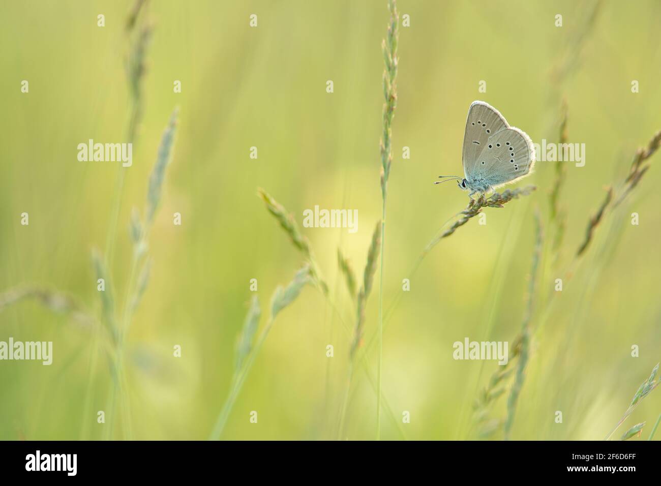 Clover blue butterfly resting in a grassfield Stock Photo