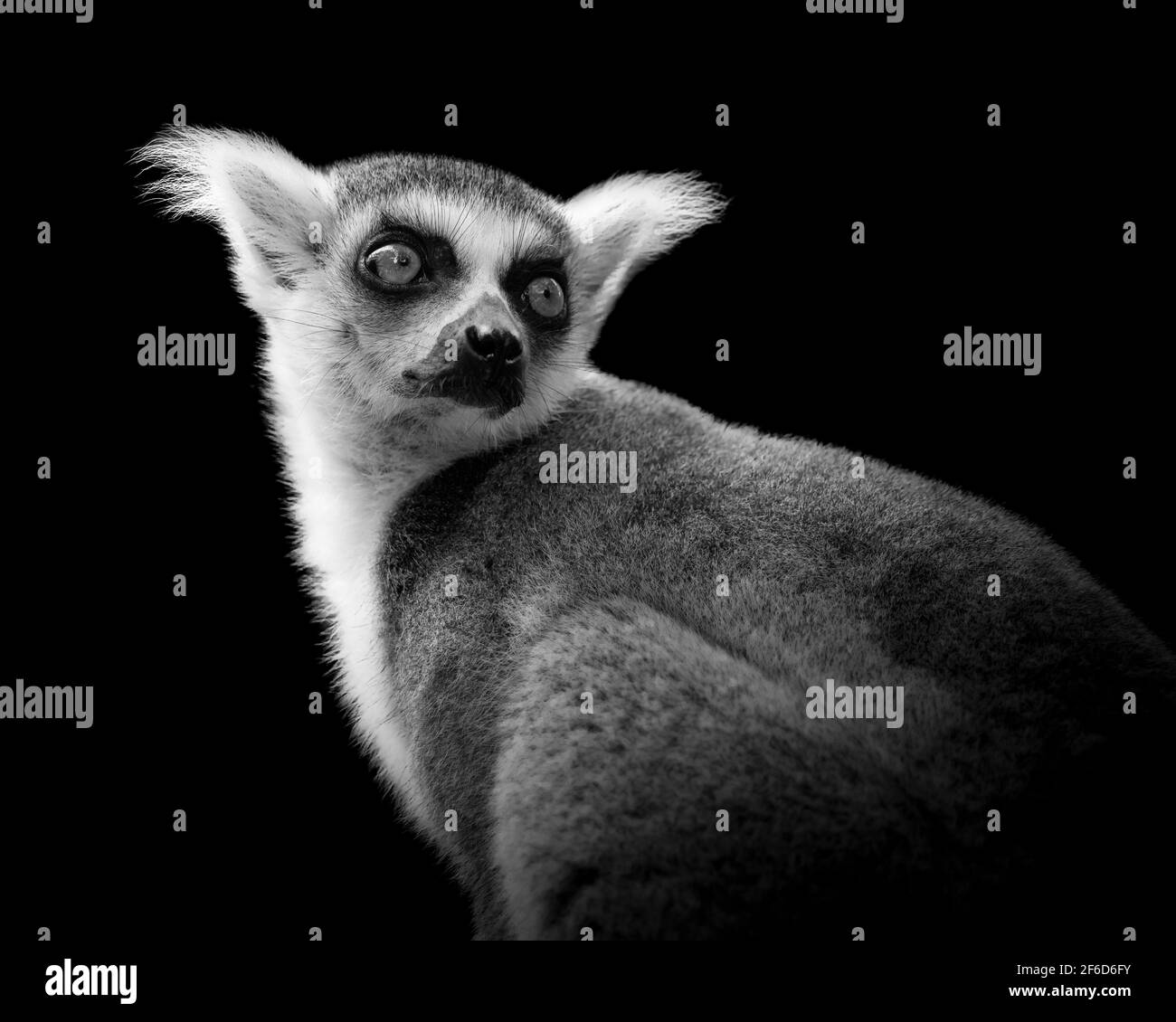 Portrait of a ringtailed lemur looking over its shoulder in a black and white image Stock Photo