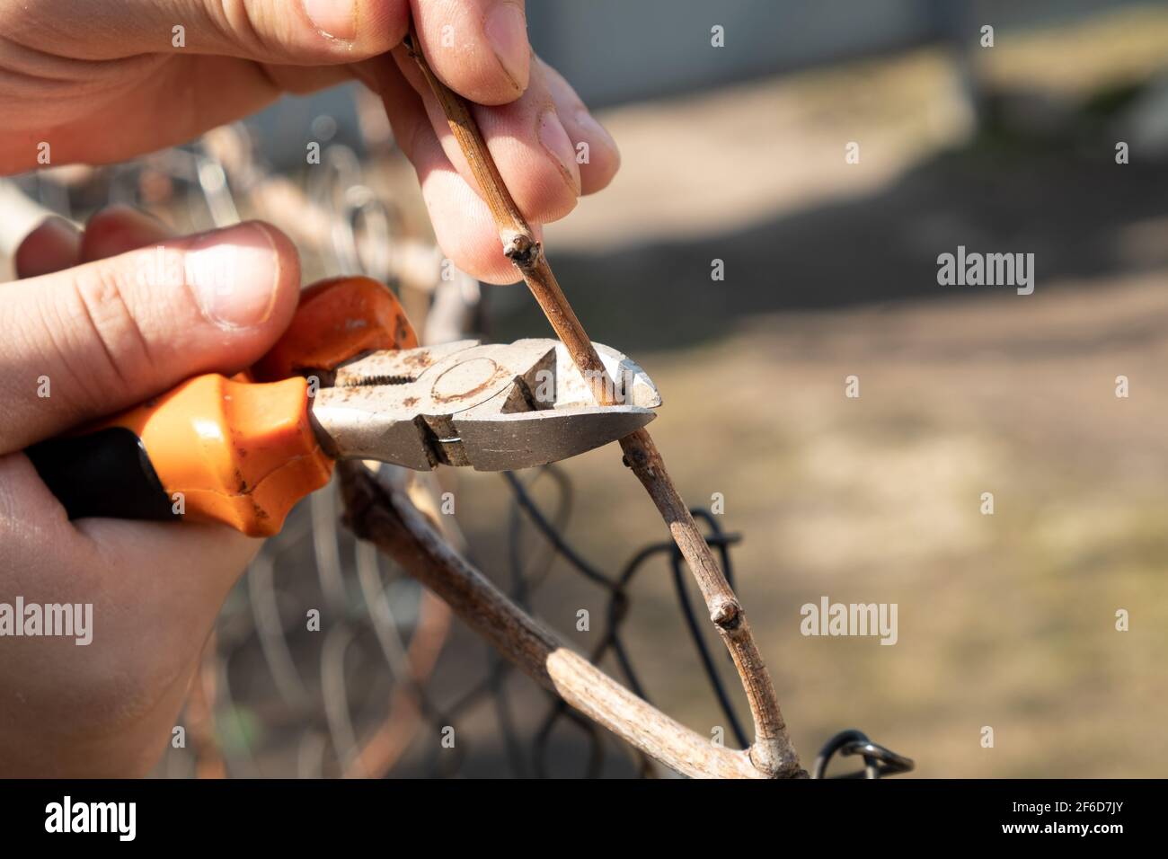 the gardener is engaged in spring pruning of grapes with pruning shear