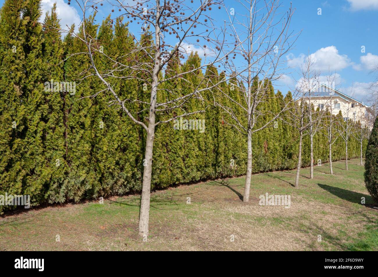 Hedge of Thuja trees. Row of tall evergreen thuja occidentalis trees green hedge fence Stock Photo