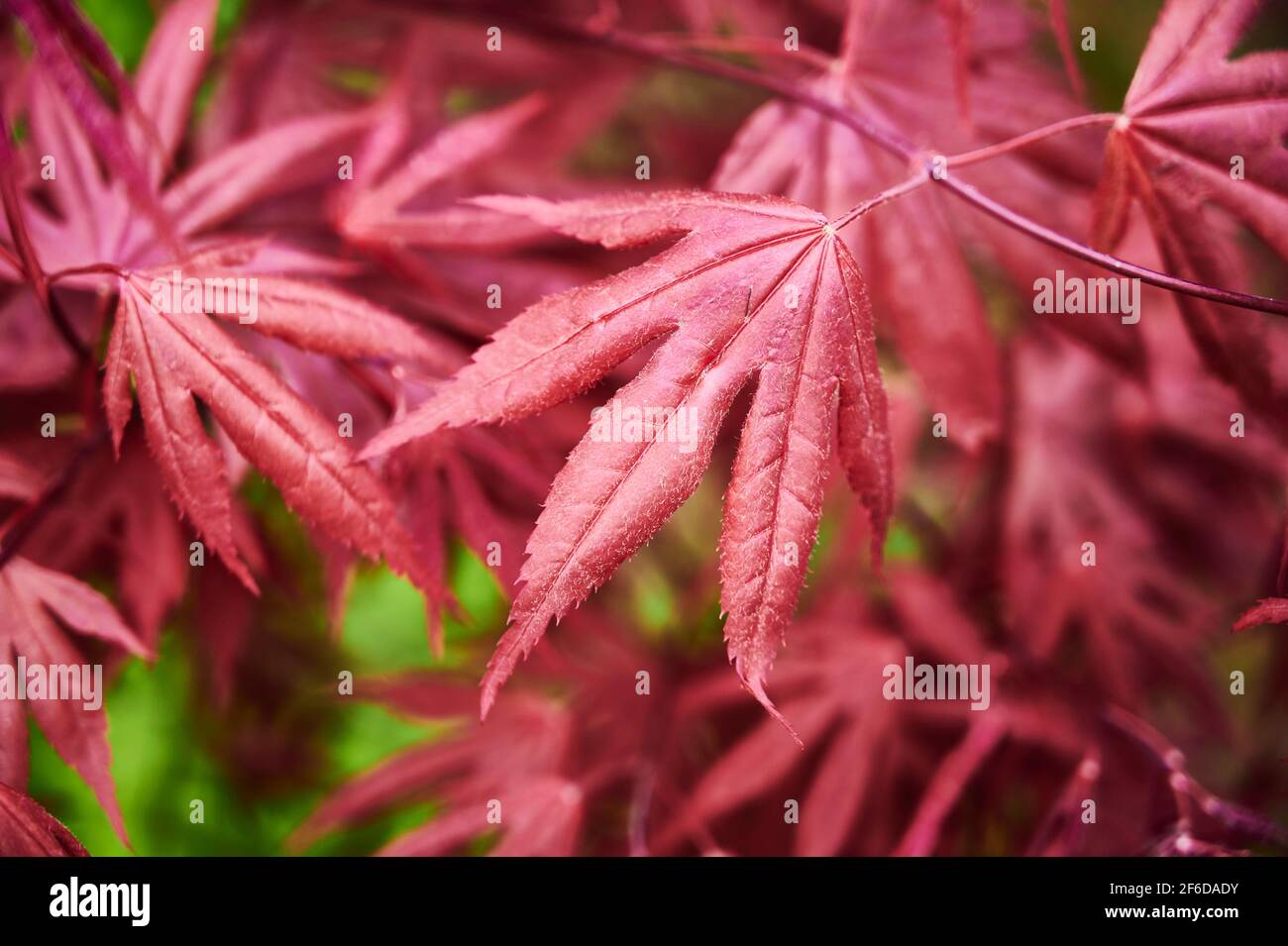 Acer palmatum 'Mon Papa' - autumn foliage Stock Photo - Alamy