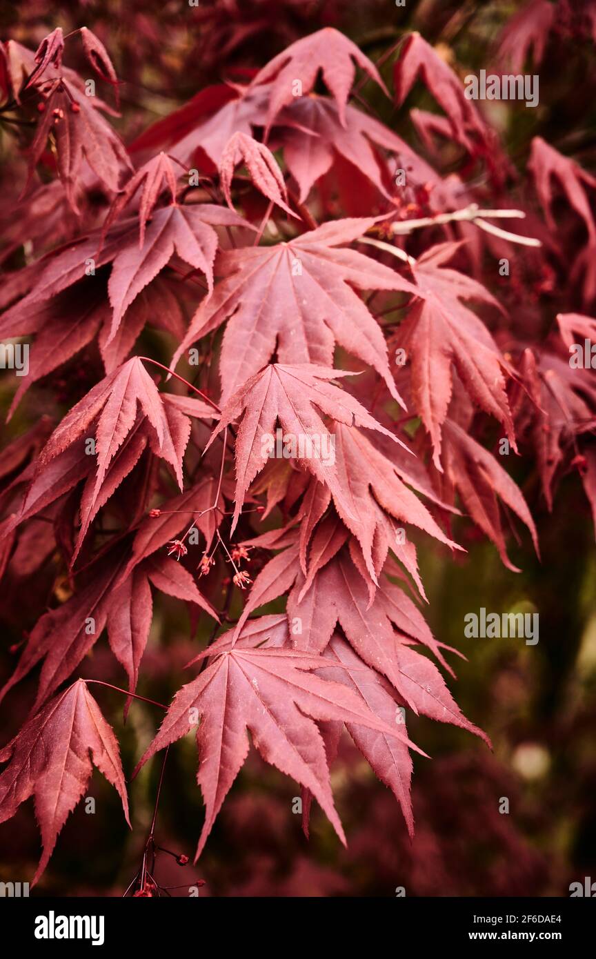 Purple acer palmatum japanese maple hi-res stock photography and images ...
