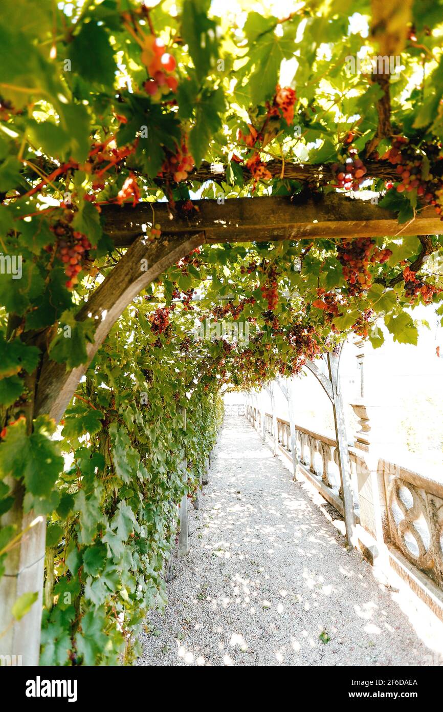 A canopy with hanging bunches of grapes. Autumn time. Time to harvest. High quality photo Stock Photo