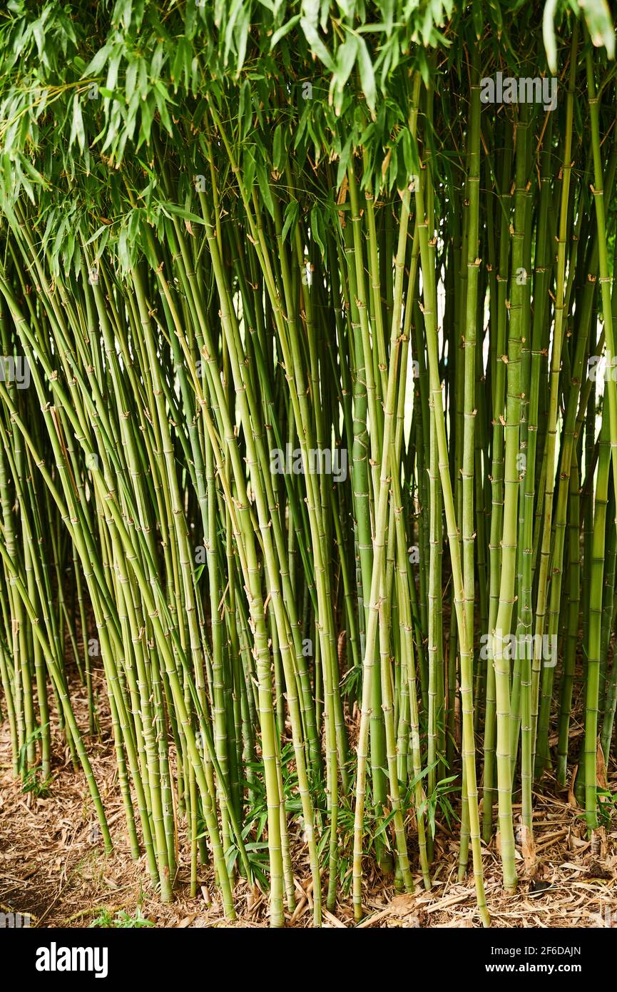 Bamboo Forest ,Green Stems and Leaves Stock Photo Alamy