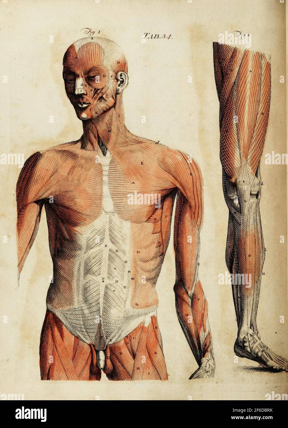 Vintage anatomical artwork Stock Photo Alamy