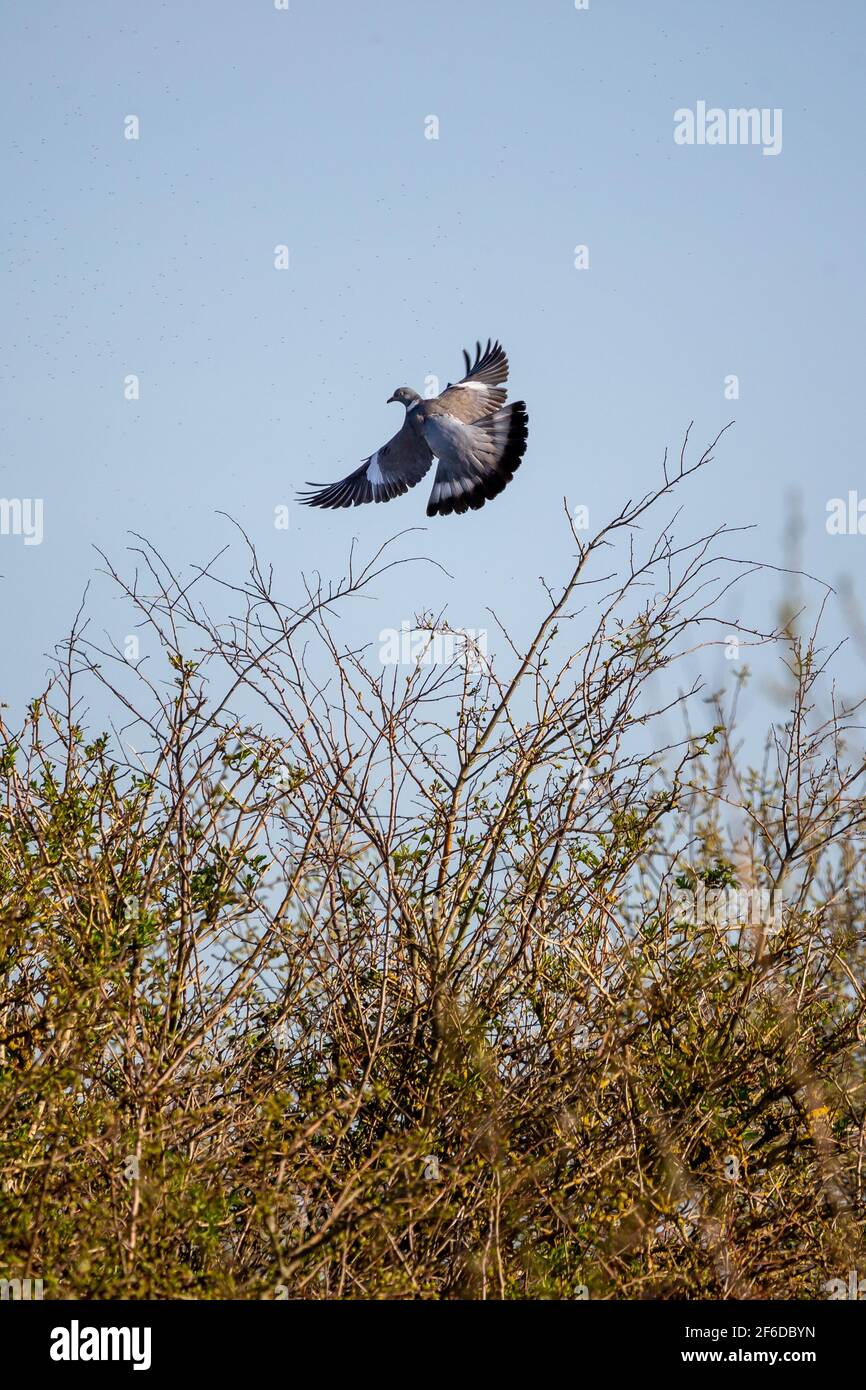 A common wood pigeon taking off from a tree showing flight feathers latin name Columba palumbu Stock Photo