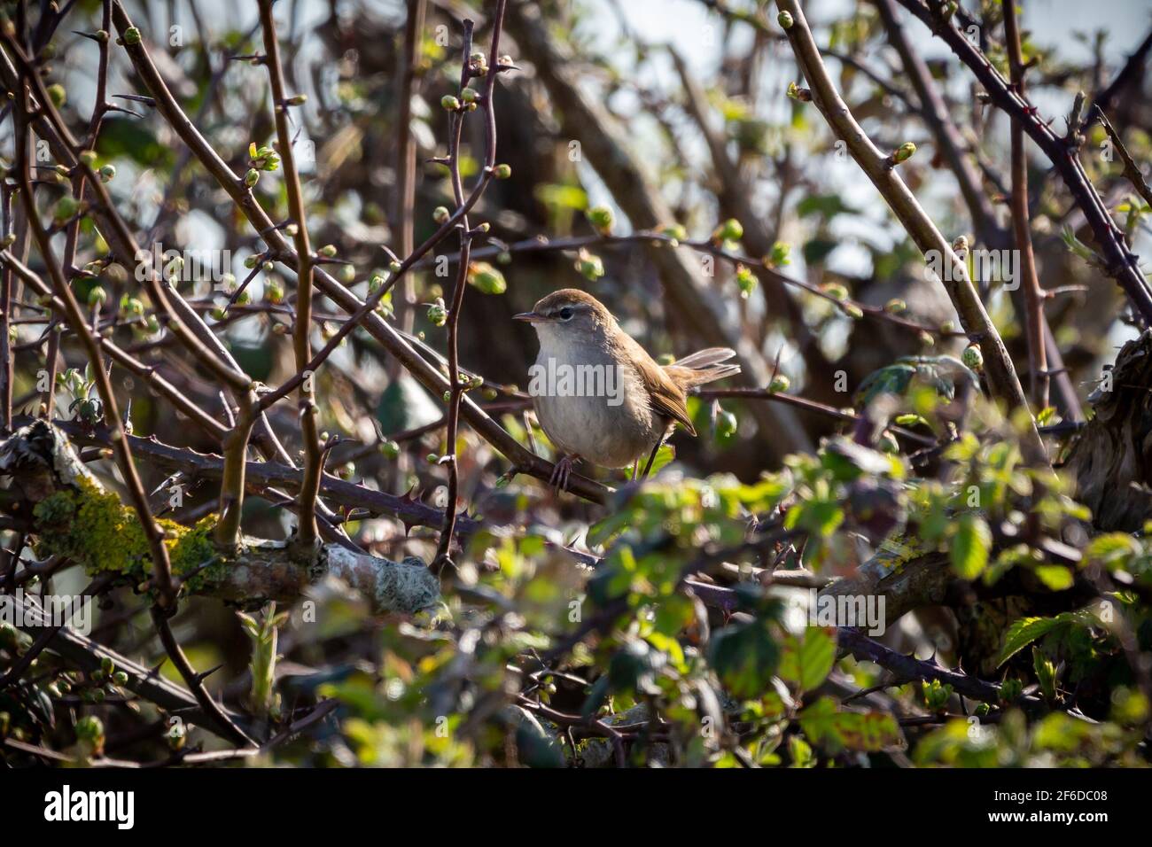 Cettia bush warbler hi-res stock photography and images - Alamy