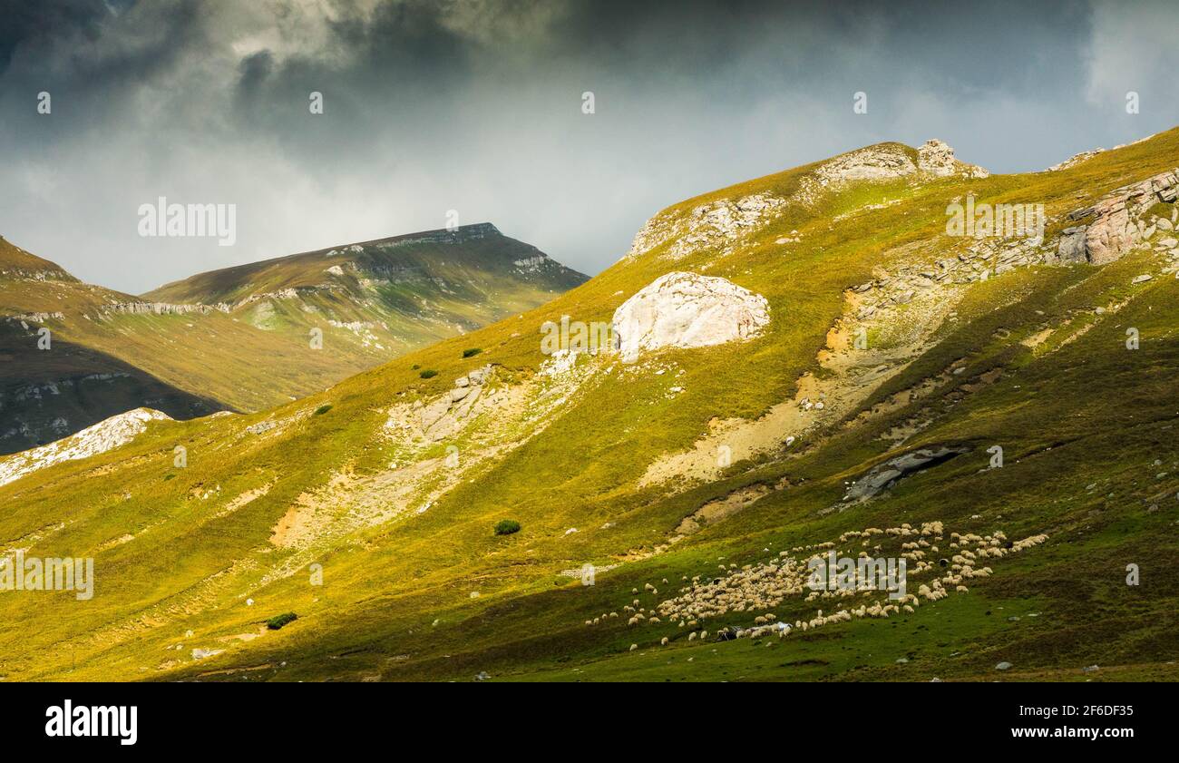 A flock of sheep in Carpathian Mountains in the last few days of summer, taking advantage of beautiful weather Stock Photo