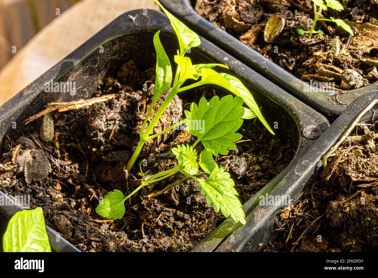 weed - nettles in a pot with paprika seedlings Stock Photo