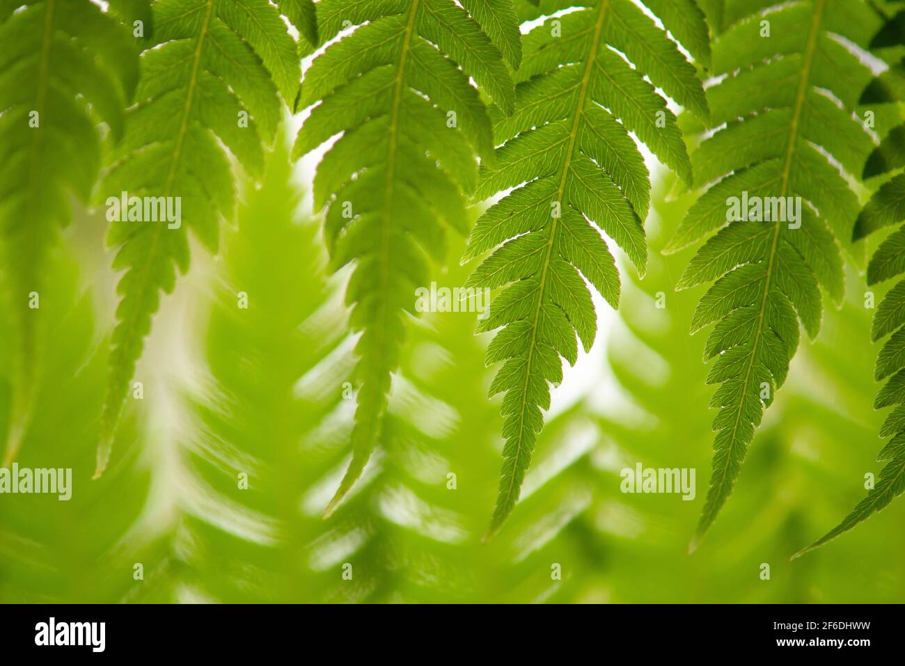 Close up of fern leafs in a bright green color Stock Photo